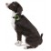 Collier balise GPS pour animaux Weenect Pets